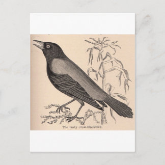 Carte Postale Sepia Crow