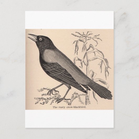 Carte Postale Sepia Crow (Devant)