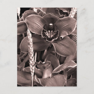 Carte Postale Sepia Orchidées Et Spikes