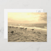 Carte postale Sepia Seagull (Devant / Derrière)