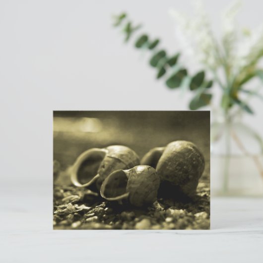 Carte Postale Sepia Shells (Debout devant)