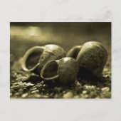Carte Postale Sepia Shells (Devant)