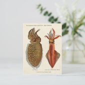 Carte Postale Sepia und Octopus 1913 (Debout devant)