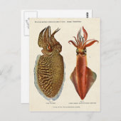 Carte Postale Sepia und Octopus 1913 (Devant / Derrière)