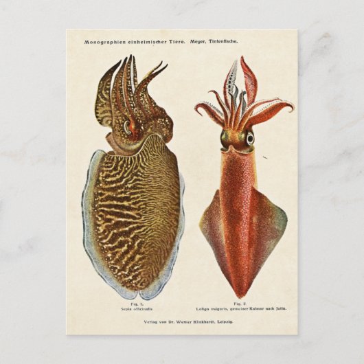 Carte Postale Sepia und Octopus 1913 (Devant)