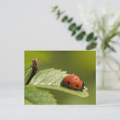 Carte Postale Sept-tache Ladybird (Debout devant)