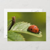 Carte Postale Sept-tache Ladybird (Devant / Derrière)