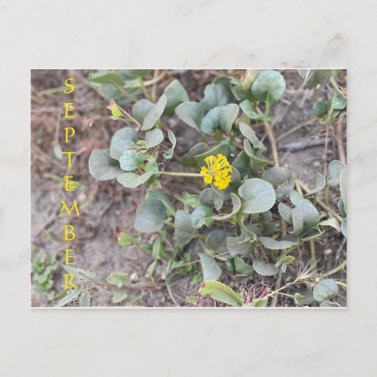 CARTE POSTALE SEPTEMBRE (Devant)