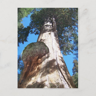 Carte Postale Seqouia géante