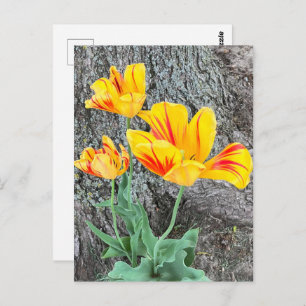 Carte Postale Séquence de trois tulipes jaunes /