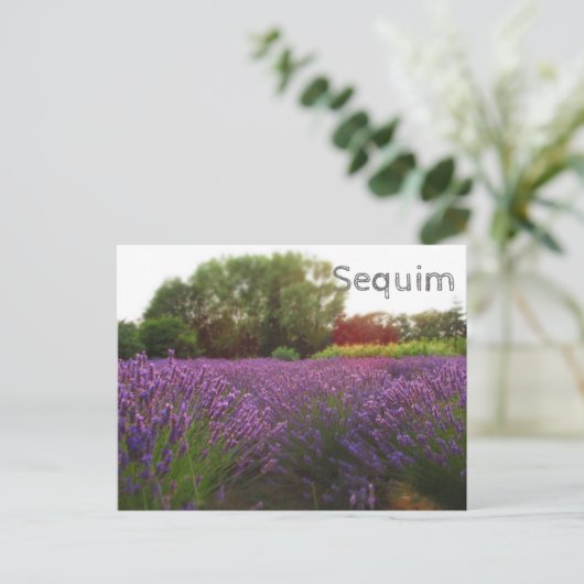 Carte Postale Séquence des champs Lavender (Debout devant)
