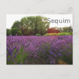 Carte Postale Séquence des champs Lavender