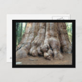 Carte Postale Séquoia (Devant / Derrière)