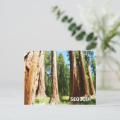Carte postale Sequoia ! (Debout devant)