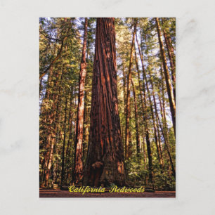 Carte postale Sequoia-California Redwoods
