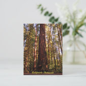 Carte postale Sequoia-California Redwoods (Debout devant)