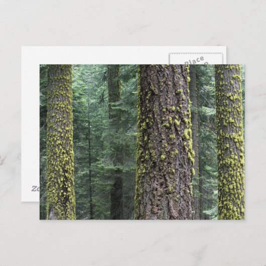 Carte Postale Séquoia géant dans la forêt, Séquoia et (Devant / Derrière)