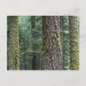 Carte Postale Séquoia géant dans la forêt, Séquoia et (Devant)