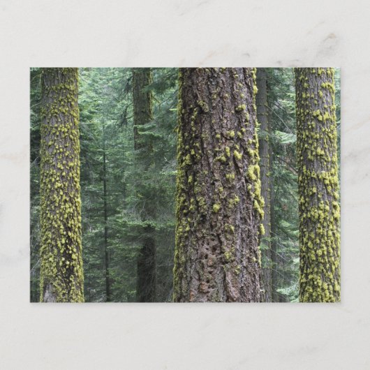 Carte Postale Séquoia géant dans la forêt, Séquoia et (Devant)