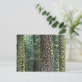 Carte Postale Séquoia géant dans la forêt, Séquoia et (Debout devant)