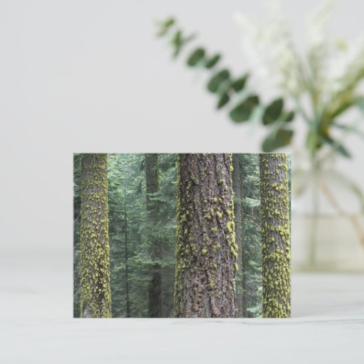Carte Postale Séquoia géant dans la forêt, Séquoia et (Debout devant)