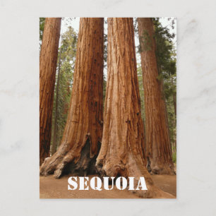 Carte Postale Séquoia géante, Parc national de Sequoia Version a