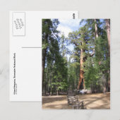 Carte Postale Séquoia géante, Parc national de Yosemite (Devant / Derrière)