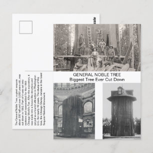 Carte Postale Séquoia Géante, Plus Grand Arbre Jamais Coupé
