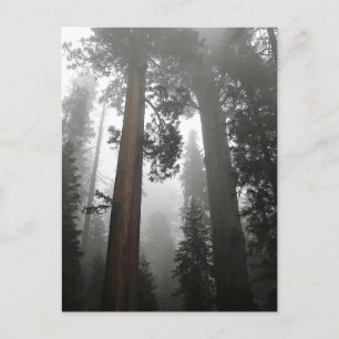 Carte Postale Séquoia géantes dans le brouillard, CA