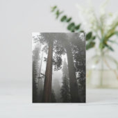 Carte Postale Séquoia géantes dans le brouillard, CA (Debout devant)