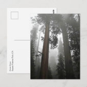 Carte Postale Séquoia géantes dans le brouillard, CA (Devant / Derrière)