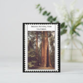 Carte Postale Sequoia National Park California (Debout devant)