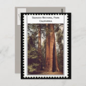 Carte Postale Sequoia National Park California (Devant / Derrière)