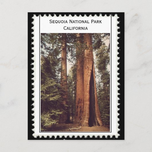 Carte Postale Sequoia National Park California (Devant)