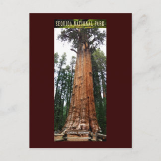 Carte Postale SEQUOIA NAT'L PARK-California-General Sherman