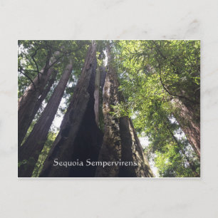 Carte postale Sequoia Sempervirens