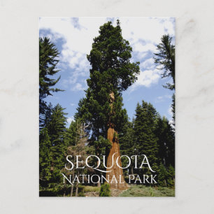Carte Postale Sequoia Tree contre Blue Sky, Sequoia NP