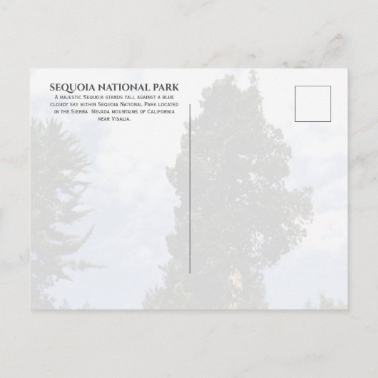 Carte Postale Sequoia Tree contre Blue Sky, Sequoia NP (Dos)