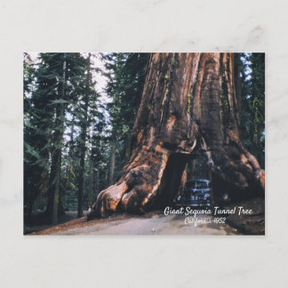 Carte Postale Sequoia Tunnel Tree California 1952