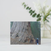 Carte Postale Séquoias Arbres Géants (Debout devant)