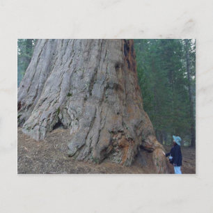 Carte Postale Séquoias Arbres Géants