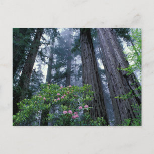 Carte Postale Séquoias côtiers et rhododendrons