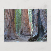 Carte Postale Sequoias Forêts Arborées (Devant)