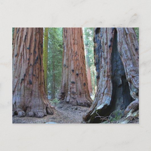 Carte Postale Sequoias Forêts Arborées (Devant)