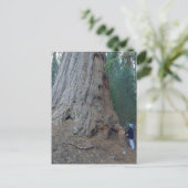 Carte Postale Sequoias Trees Giants (Debout devant)