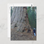 Carte Postale Sequoias Trees Giants (Devant / Derrière)