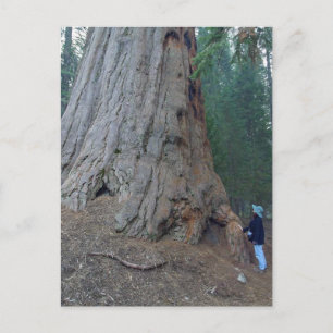 Carte Postale Sequoias Trees Giants