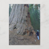 Carte Postale Sequoias Trees Giants (Devant)