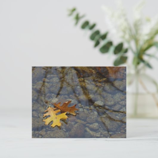 Carte Postale Sequuia (Debout devant)