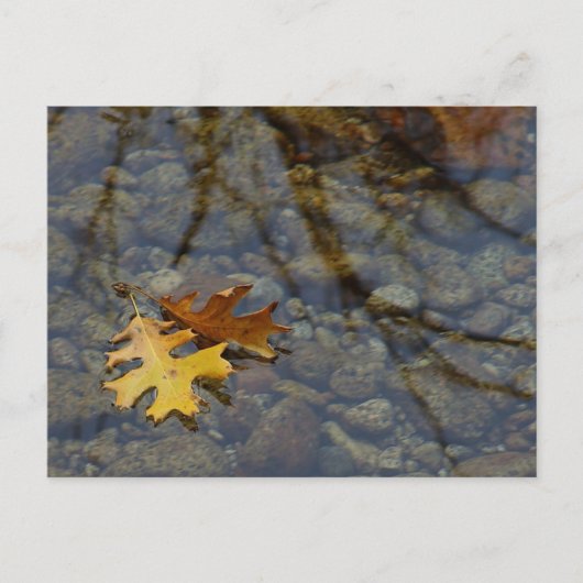 Carte Postale Sequuia (Devant)